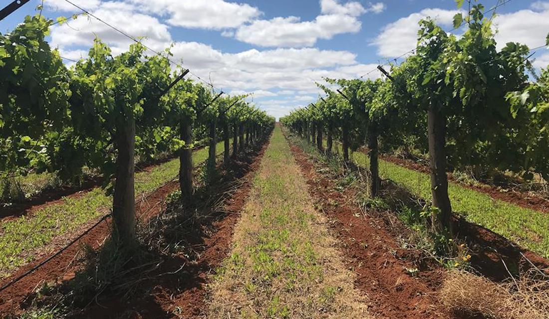 Murray River Organics