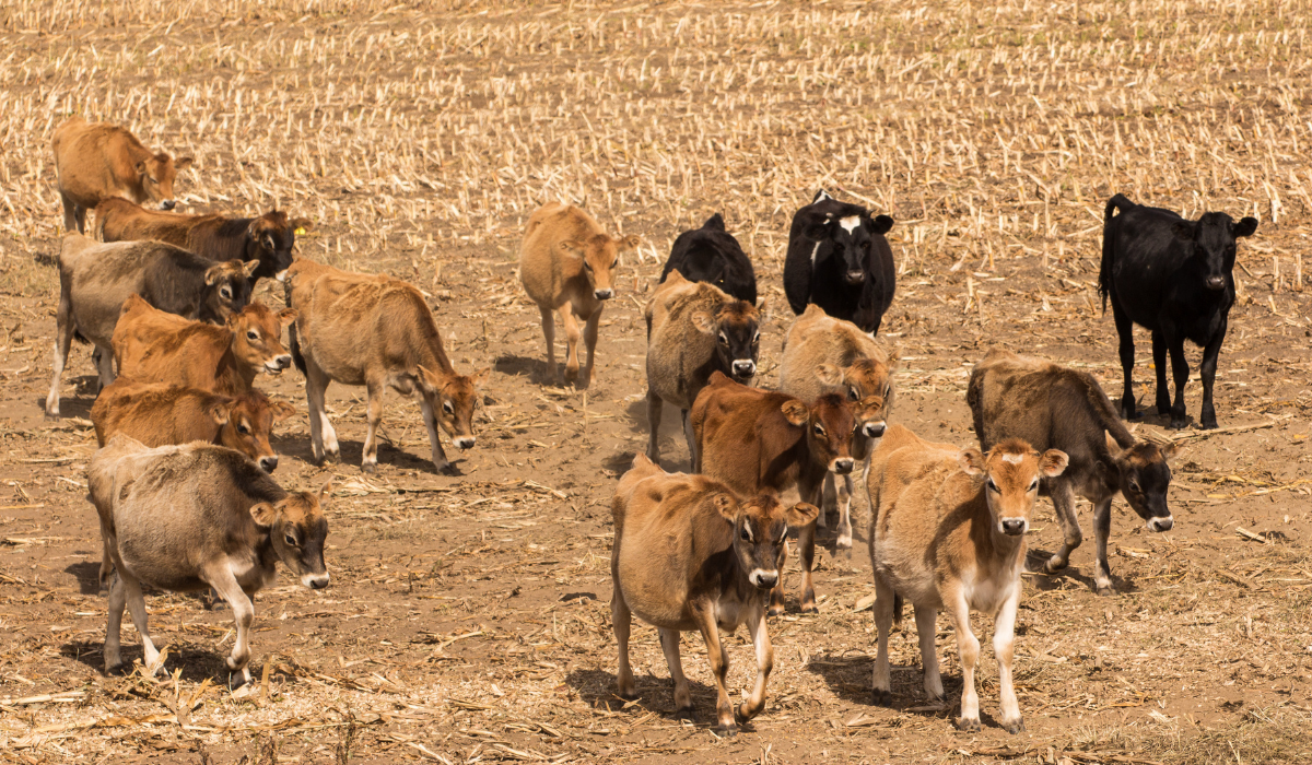Irwin Stock Feeds