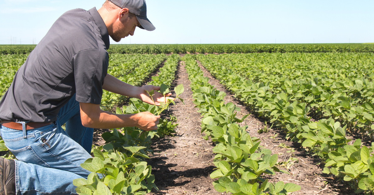 Social Media Agriculture